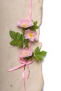 Dog roses on aged paper