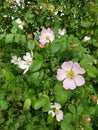 Dog Roses - Rosa Canina, Norfolk, England, UK