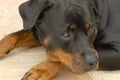Dog rottweiler Royalty Free Stock Photo