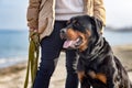 A dog of the Rottweiler breed sits near the hostess in a jacket on the beach against the backdrop of the sea Royalty Free Stock Photo