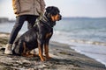 A dog of the Rottweiler breed sits near the hostess in a jacket on the beach against the backdrop of the sea Royalty Free Stock Photo