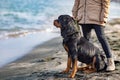 A dog of the Rottweiler breed sits near the hostess in a jacket on the beach against the backdrop of the sea Royalty Free Stock Photo