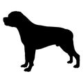 Dog Rottweiler breed. Silhouette Royalty Free Stock Photo