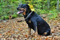 Dog rottweiler in fallen autumn leaves