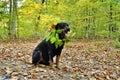 Dog rottweiler in fallen autumn leaves