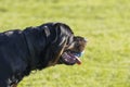 The dog. The Rottweiler holding a ball while playing Royalty Free Stock Photo