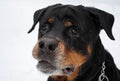 A dog rottweiler Royalty Free Stock Photo