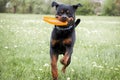 Dog rottweiler running dog with frisbee