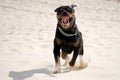 A dog rottweiler Royalty Free Stock Photo