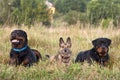 2 Dog rottweiler with their friend a little dog