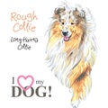 Dog Rough Collie breed vector