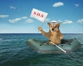 Dog in the rubber boat on the sea Royalty Free Stock Photo