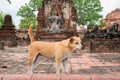Dog at ruins of Wat Phra Mahathat Mahatat in Ayutthaya, Thailand