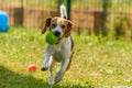 Dog run beagle jumping fun