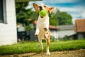 Dog run beagle jumping fun