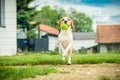 Dog run beagle jumping fun