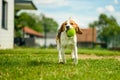 Dog run beagle jumping fun