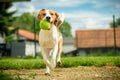 Dog run beagle jumping fun