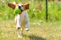 Dog run beagle jumping fun