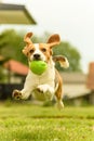 Dog run beagle jumping fun