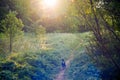 Dog run in forest path, fairy morning atmosphere