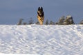 Dog run frontal in snow. Winter activity with german shepherd dogs Royalty Free Stock Photo