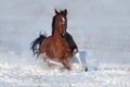 Dog run gallop in snow Royalty Free Stock Photo