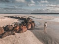 Dog run and play on pink sand beach, fun and relax Royalty Free Stock Photo