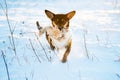 Dog run in winter snow Royalty Free Stock Photo