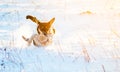 Dog run in winter snow Royalty Free Stock Photo