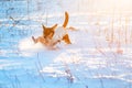 Dog run in winter snow Royalty Free Stock Photo