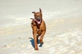 Dog running Royalty Free Stock Photo