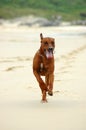 Dog running Royalty Free Stock Photo