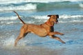 Dog running Royalty Free Stock Photo