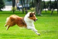 Dog running