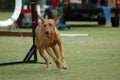 Dog running in agility Royalty Free Stock Photo