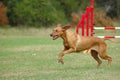 Dog running in agility Royalty Free Stock Photo