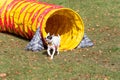 Dog is running through agility tunnel in the autumn park. Royalty Free Stock Photo