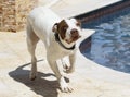 Dog running around the pool