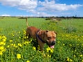 Dog running around in spring blossom field Royalty Free Stock Photo