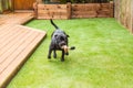 Dog running on artifical grass by decking with a toy in his mouth Royalty Free Stock Photo