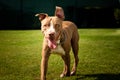 Dog running in backyard American staffordshire terrier, amstaff