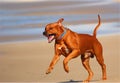 Happy dog running on beach