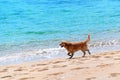 Dog running at a beach