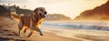 Dog Running on the Beach, an Active Golden Retriever Dog Romp by the Sea. Sunset time. Summer activities. AI generative Royalty Free Stock Photo