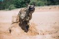 Dog running on the Beach. American staffordshire terrier