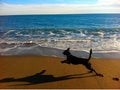 Dog running on beach