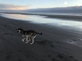Dog running on beach Royalty Free Stock Photo