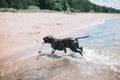 Dog running on the Beach with a Stick. American staffordshire terrier