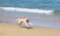 Dog Running on Beach Royalty Free Stock Photo